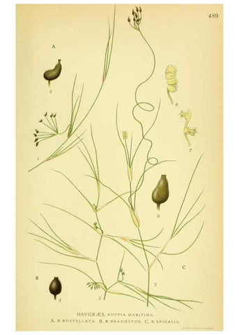 Reproducción/Reproduction 8147664317: Billeder af nordens flora,. København,G.E.C. Gad's forlag,1917-1927.