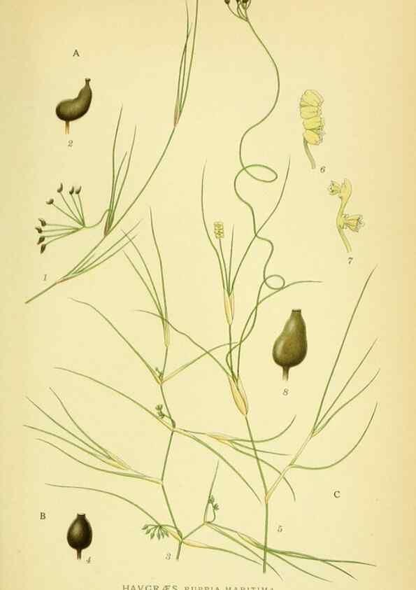Reproducción/Reproduction 8147664317: Billeder af nordens flora,. København,G.E.C. Gad's forlag,1917-1927.