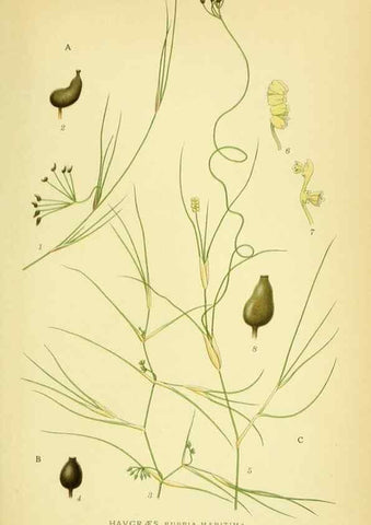 Reproducción/Reproduction 8147664317: Billeder af nordens flora,. København,G.E.C. Gad's forlag,1917-1927.