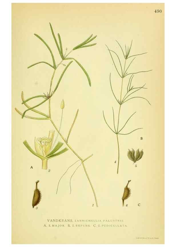 Reproducción/Reproduction 8147664765: Billeder af nordens flora,. København,G.E.C. Gad's forlag,1917-1927.