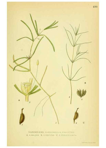 Reproducción/Reproduction 8147664765: Billeder af nordens flora,. København,G.E.C. Gad's forlag,1917-1927.