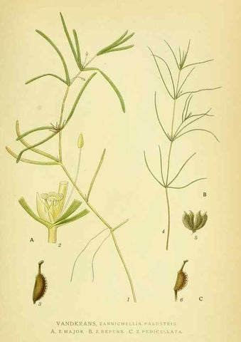 Reproducción/Reproduction 8147664765: Billeder af nordens flora,. København,G.E.C. Gad's forlag,1917-1927.