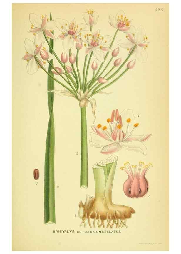 Reproducción/Reproduction 8147693364: Billeder af nordens flora,. København,G.E.C. Gad's forlag,1917-1927.