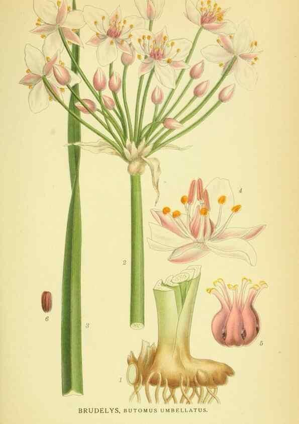 Reproducción/Reproduction 8147693364: Billeder af nordens flora,. København,G.E.C. Gad's forlag,1917-1927.