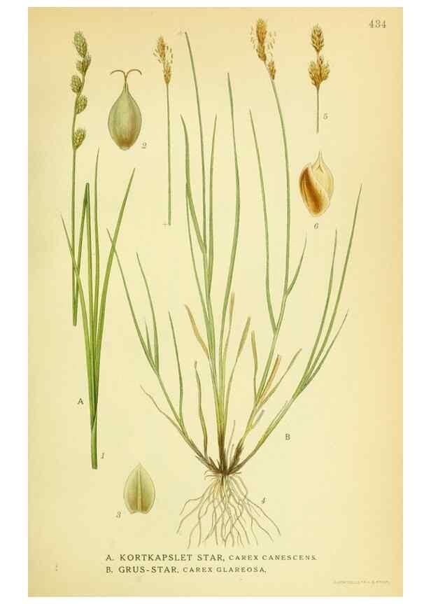 Reproducción/Reproduction 8147667768: Billeder af nordens flora,. København,G.E.C. Gad's forlag,1917-1927.