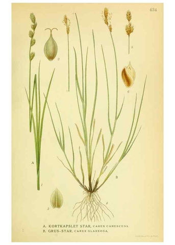 Reproducción/Reproduction 8147667768: Billeder af nordens flora,. København,G.E.C. Gad's forlag,1917-1927.