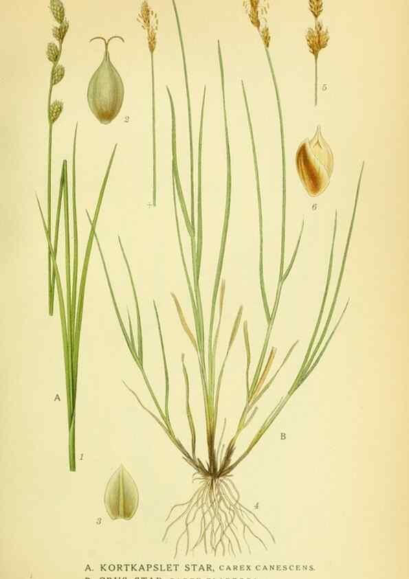Reproducción/Reproduction 8147667768: Billeder af nordens flora,. København,G.E.C. Gad's forlag,1917-1927.