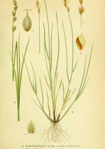Reproducción/Reproduction 8147667768: Billeder af nordens flora,. København,G.E.C. Gad's forlag,1917-1927.