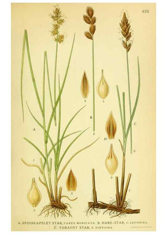 Reproducción/Reproduction 8147634333: Billeder af nordens flora,. København,G.E.C. Gad's forlag,1917-1927.