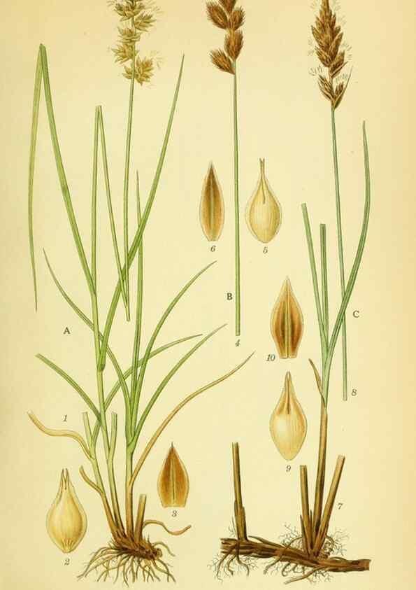 Reproducción/Reproduction 8147634333: Billeder af nordens flora,. København,G.E.C. Gad's forlag,1917-1927.