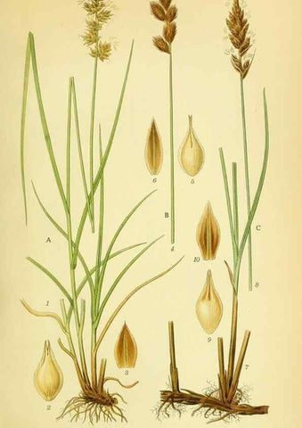 Reproducción/Reproduction 8147634333: Billeder af nordens flora,. København,G.E.C. Gad's forlag,1917-1927.