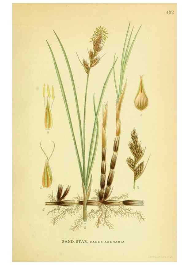 Reproducción/Reproduction 8147633795: Billeder af nordens flora,. København,G.E.C. Gad's forlag,1917-1927.