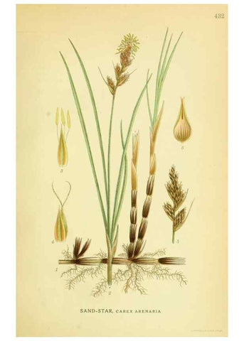 Reproducción/Reproduction 8147633795: Billeder af nordens flora,. København,G.E.C. Gad's forlag,1917-1927.