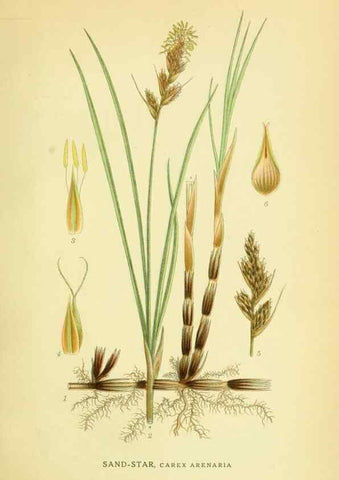 Reproducción/Reproduction 8147633795: Billeder af nordens flora,. København,G.E.C. Gad's forlag,1917-1927.