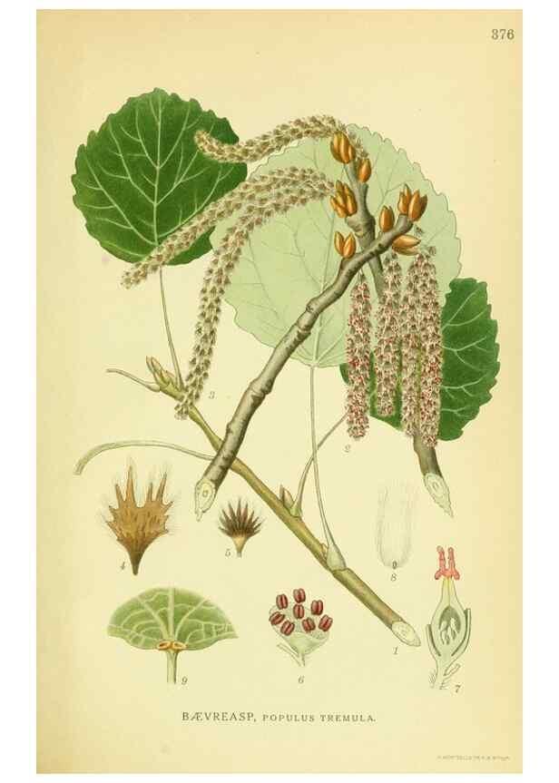 Reproducción/Reproduction 8147639036: Billeder af nordens flora,. København,G.E.C. Gad's forlag,1917-1927.