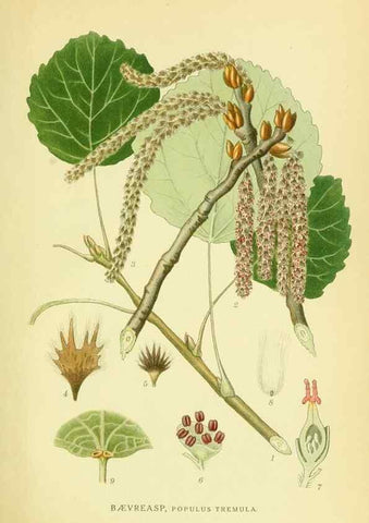 Reproducción/Reproduction 8147639036: Billeder af nordens flora,. København,G.E.C. Gad's forlag,1917-1927.