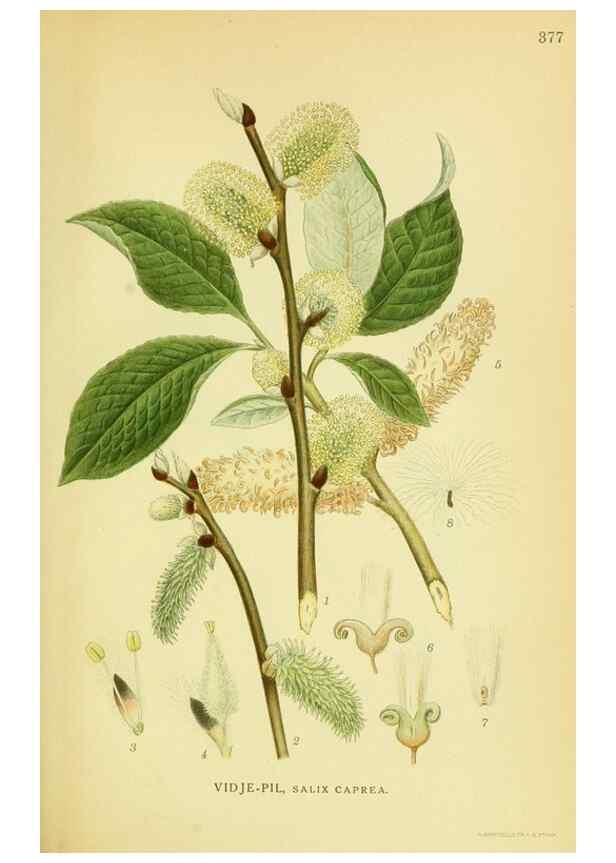 Reproducción/Reproduction 8147639584: Billeder af nordens flora,. København,G.E.C. Gad's forlag,1917-1927.