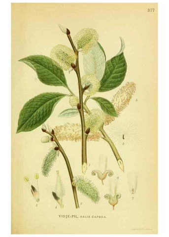 Reproducción/Reproduction 8147639584: Billeder af nordens flora,. København,G.E.C. Gad's forlag,1917-1927.