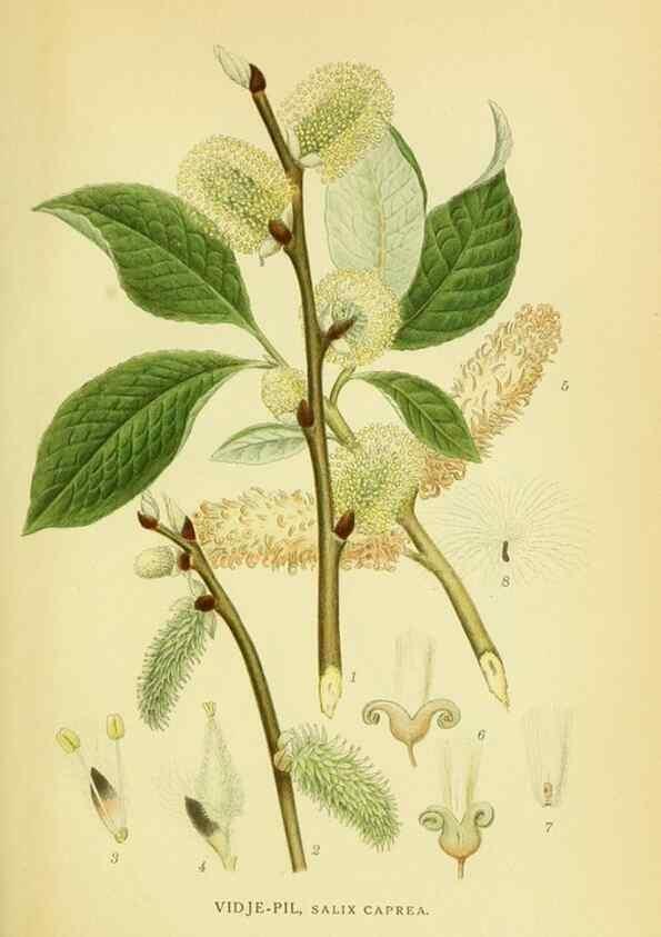 Reproducción/Reproduction 8147639584: Billeder af nordens flora,. København,G.E.C. Gad's forlag,1917-1927.