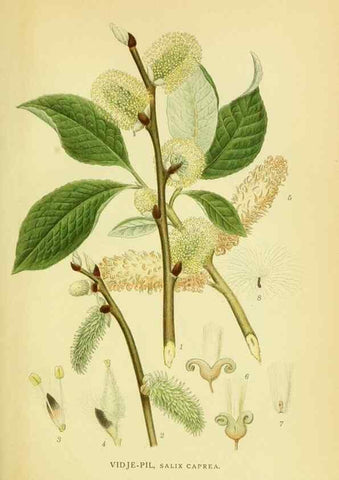 Reproducción/Reproduction 8147639584: Billeder af nordens flora,. København,G.E.C. Gad's forlag,1917-1927.