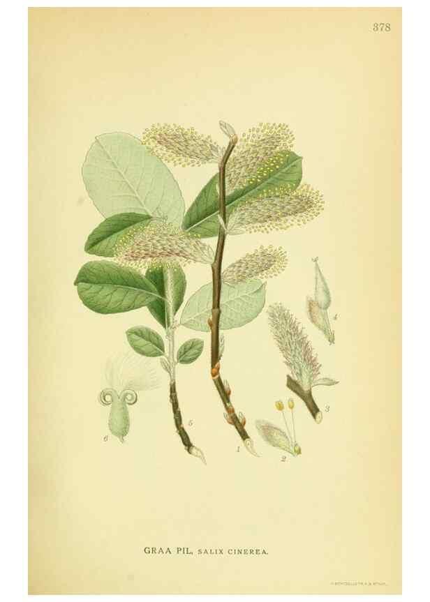 Reproducción/Reproduction 8147640036: Billeder af nordens flora,. København,G.E.C. Gad's forlag,1917-1927.