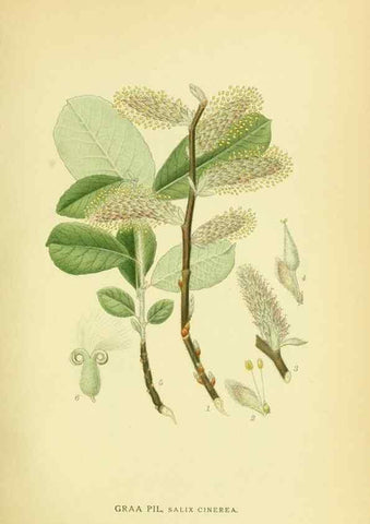 Reproducción/Reproduction 8147640036: Billeder af nordens flora,. København,G.E.C. Gad's forlag,1917-1927.