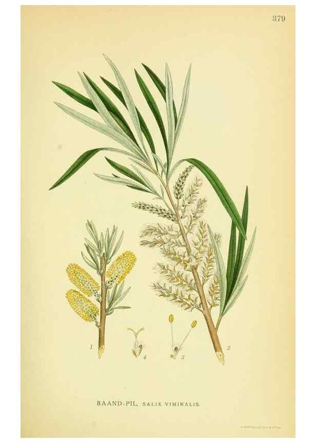 Reproducción/Reproduction 8147607793: Billeder af nordens flora,. København,G.E.C. Gad's forlag,1917-1927.