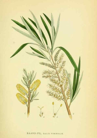 Reproducción/Reproduction 8147607793: Billeder af nordens flora,. København,G.E.C. Gad's forlag,1917-1927.