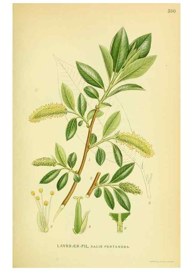 Reproducción/Reproduction 8147608355: Billeder af nordens flora,. København,G.E.C. Gad's forlag,1917-1927.