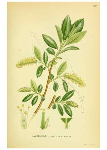 Reproducción/Reproduction 8147608355: Billeder af nordens flora,. København,G.E.C. Gad's forlag,1917-1927.