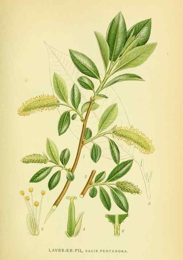 Reproducción/Reproduction 8147608355: Billeder af nordens flora,. København,G.E.C. Gad's forlag,1917-1927.
