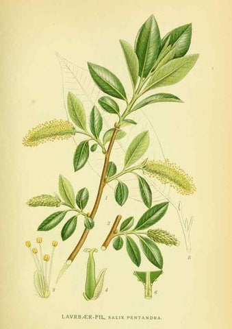 Reproducción/Reproduction 8147608355: Billeder af nordens flora,. København,G.E.C. Gad's forlag,1917-1927.