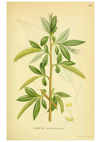 Reproducción/Reproduction 8147641592: Billeder af nordens flora,. København,G.E.C. Gad's forlag,1917-1927.