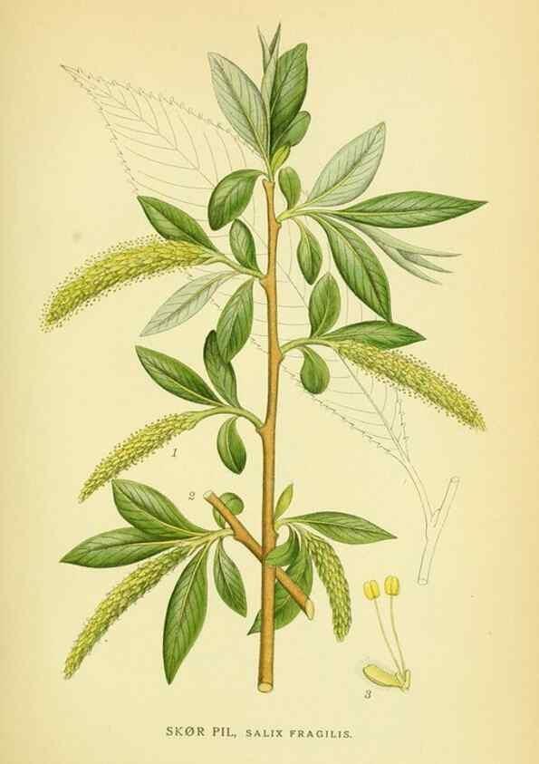 Reproducción/Reproduction 8147641592: Billeder af nordens flora,. København,G.E.C. Gad's forlag,1917-1927.