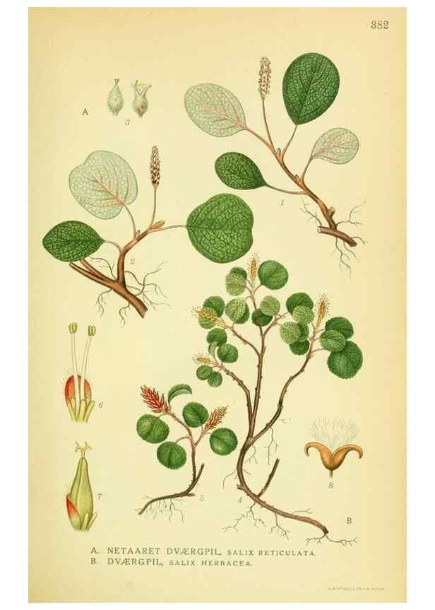 Reproducción/Reproduction 8147609353: Billeder af nordens flora,. København,G.E.C. Gad's forlag,1917-1927.