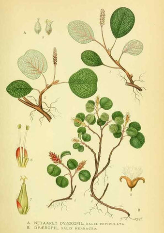 Reproducción/Reproduction 8147609353: Billeder af nordens flora,. København,G.E.C. Gad's forlag,1917-1927.