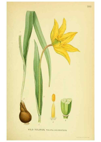 Reproducción/Reproduction 8147609827: Billeder af nordens flora,. København,G.E.C. Gad's forlag,1917-1927.