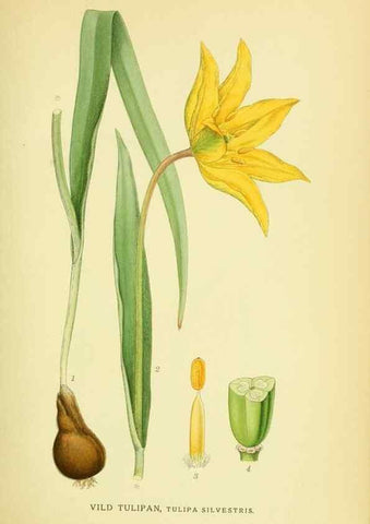Reproducción/Reproduction 8147609827: Billeder af nordens flora,. København,G.E.C. Gad's forlag,1917-1927.