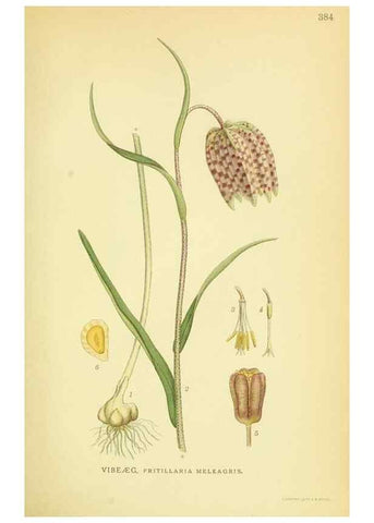 Reproducción/Reproduction 8147610441: Billeder af nordens flora,. København,G.E.C. Gad's forlag,1917-1927.