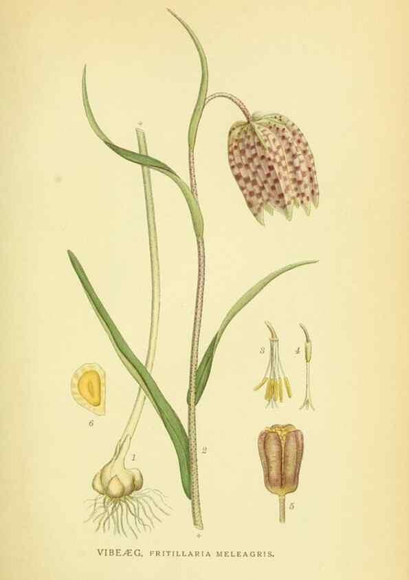 Reproducción/Reproduction 8147610441: Billeder af nordens flora,. København,G.E.C. Gad's forlag,1917-1927.