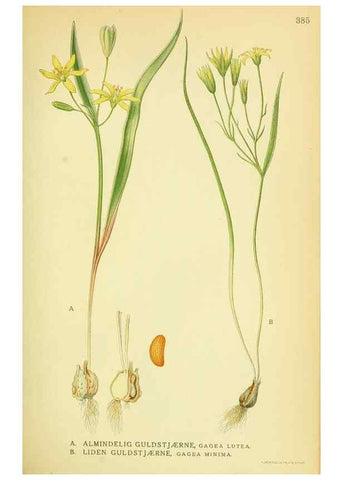 Reproducción/Reproduction 8147643640: Billeder af nordens flora,. København,G.E.C. Gad's forlag,1917-1927.