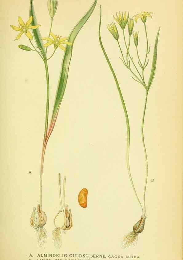 Reproducción/Reproduction 8147643640: Billeder af nordens flora,. København,G.E.C. Gad's forlag,1917-1927.