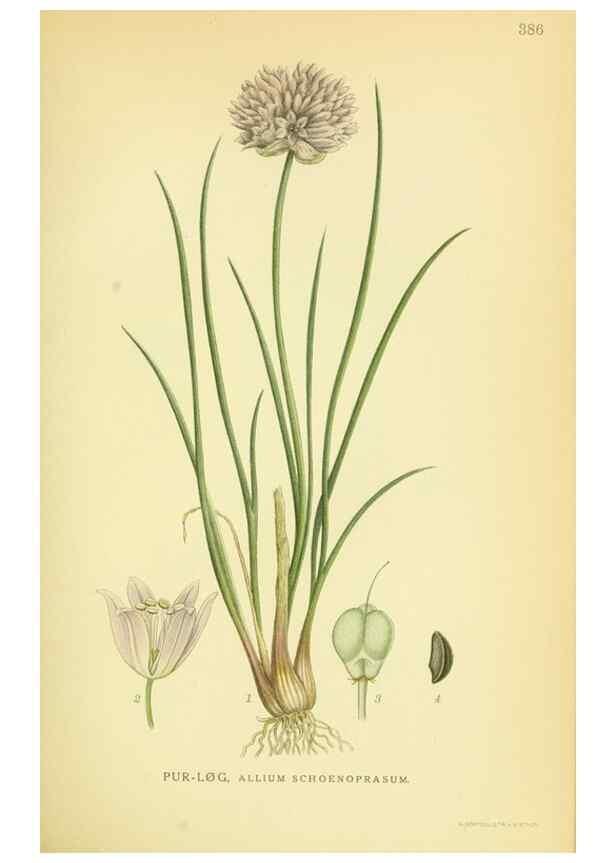 Reproducción/Reproduction 8147611437: Billeder af nordens flora,. København,G.E.C. Gad's forlag,1917-1927.