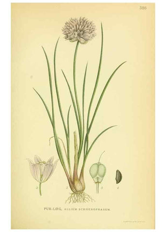 Reproducción/Reproduction 8147611437: Billeder af nordens flora,. København,G.E.C. Gad's forlag,1917-1927.