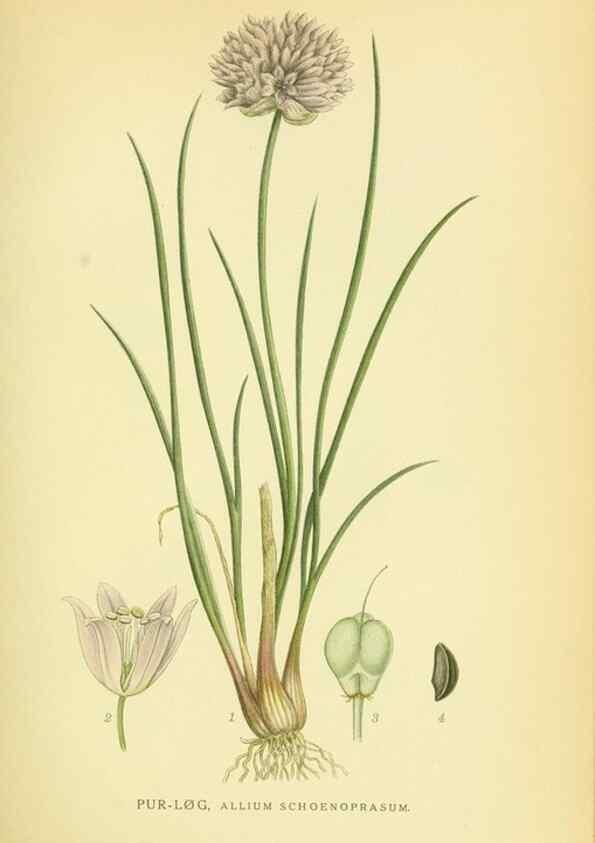 Reproducción/Reproduction 8147611437: Billeder af nordens flora,. København,G.E.C. Gad's forlag,1917-1927.
