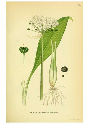 Reproducción/Reproduction 8147612259: Billeder af nordens flora,. København,G.E.C. Gad's forlag,1917-1927.