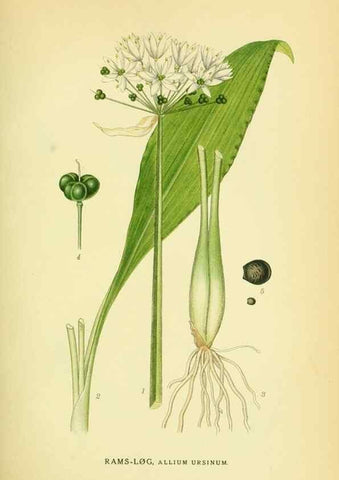 Reproducción/Reproduction 8147612259: Billeder af nordens flora,. København,G.E.C. Gad's forlag,1917-1927.