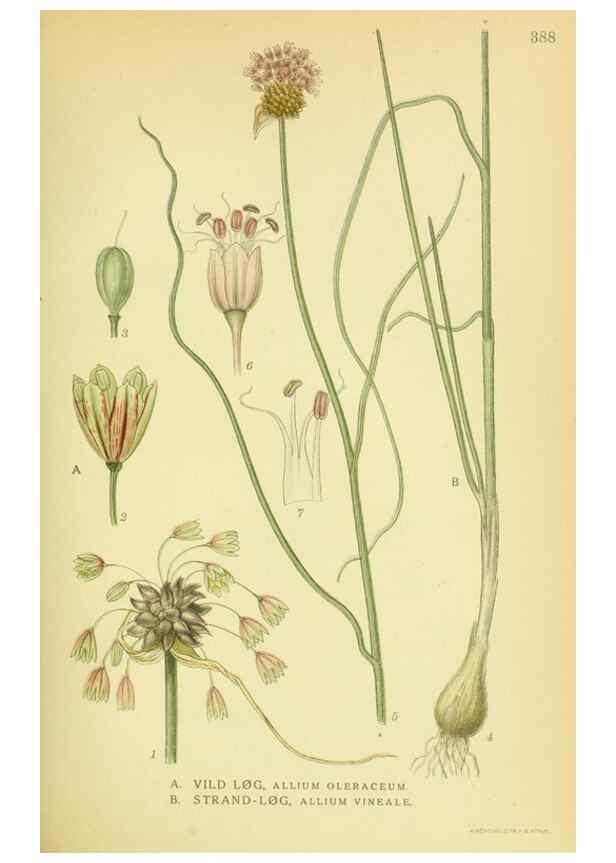 Reproducción/Reproduction 8147645668: Billeder af nordens flora,. København,G.E.C. Gad's forlag,1917-1927.