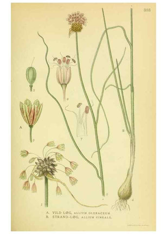 Reproducción/Reproduction 8147645668: Billeder af nordens flora,. København,G.E.C. Gad's forlag,1917-1927.