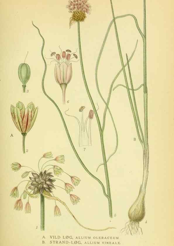 Reproducción/Reproduction 8147645668: Billeder af nordens flora,. København,G.E.C. Gad's forlag,1917-1927.